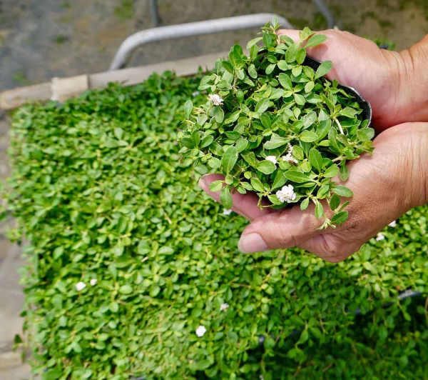 7種最好用的地被植物：豐富花境花園色彩，控制雜草