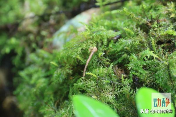 野性貴州 有問必答丨這個山裡的“吸血鬼”吸血量驚人，被它咬為何感覺不到疼？