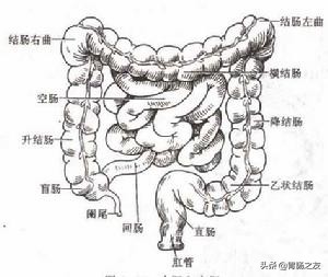 女老師反覆腹痛、便秘兩年,差點開腹切腸子,一查腸鏡原因找到了 女老師反覆腹痛、便秘兩年,差點開腹切腸子,一查腸鏡原因找到了
