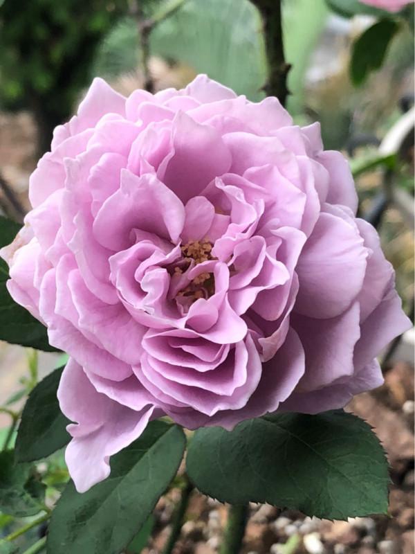 冬季給月季剪一刀，來年筍芽長更多，花苞呼呼冒