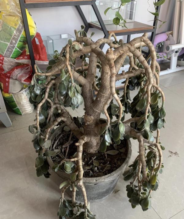 6種“肥胖花”冬天餓著養，越餓越長壽，多澆一杯水，黃葉死翹翹