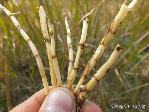 讓農民頭痛的茅草，它的根有甜味，還是一味中藥，有三大功效