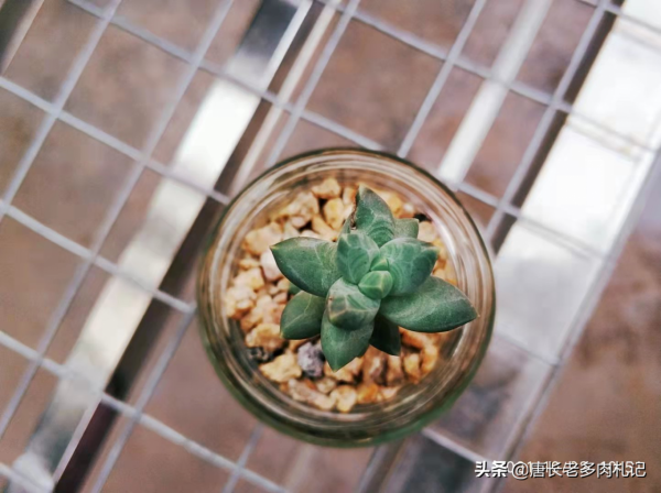 新玩法——用玻璃瓶養多肉,既方便打理又易於上色,陽臺黨的福音 新玩法——用玻璃瓶養多肉,既方便打理又易於上色,陽臺黨的福音