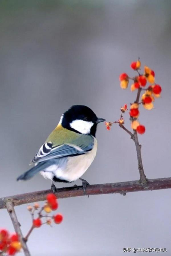 分享——40張極其少見的鳥