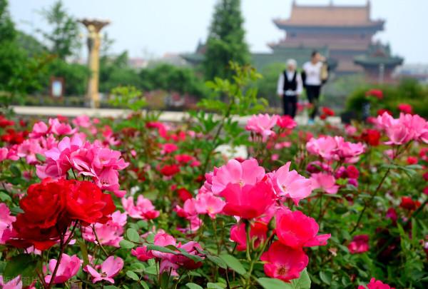用草花打選自己的後花園