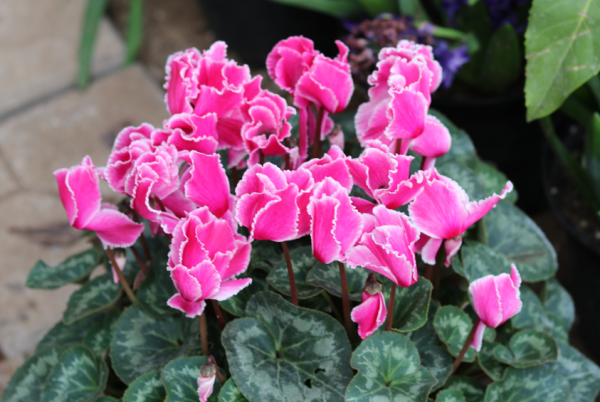 冬天養什麼花好?只要室內有暖氣,選擇這4種,怎麼養都開花 冬天養什麼花好?只要室內有暖氣,選擇這4種,怎麼養都開花