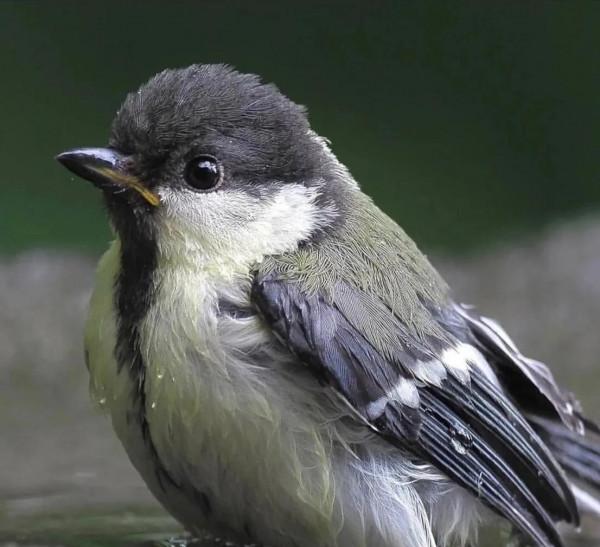 這樣的鳥圖，誰不想擁有？