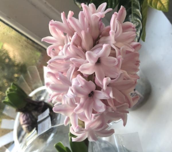 這3種花開完花就扔掉，第二年開花機率很小，別浪費時間