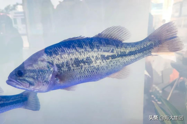 共謀種業振興 海大集團盛大亮相第二屆中國水產種業博覽會 共謀種業振興 海大集團盛大亮相第二屆中國水產種業博覽會