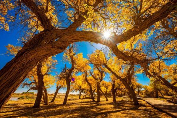 全國最美秋色即將陸續上線,你準備好去哪兒獵豔了嗎? 全國最美秋色即將陸續上線,你準備好去哪兒獵豔了嗎?