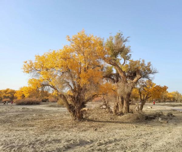 沙漠生命之魂 ～ 胡楊林