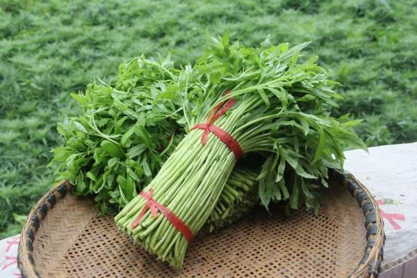 炒黎蒿過水炒還是直接炒？教你正確做法，脆嫩爽口顏色碧綠不發黑