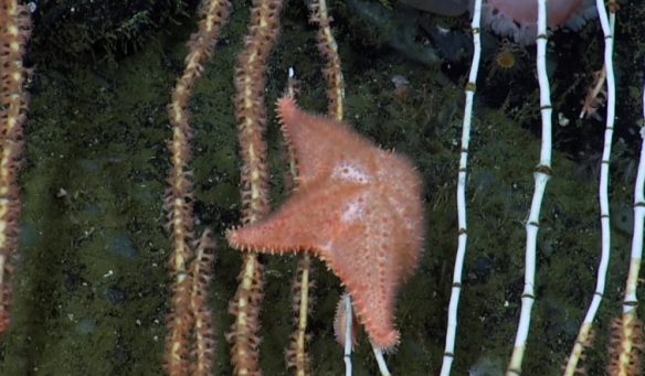 蒙特利灣水族館研究所2021年珍稀深海生物攝影盤點