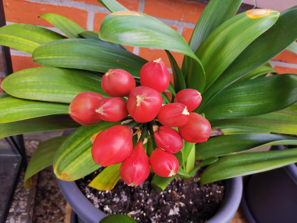 君子蘭養得好,多半是曬對了太陽,這麼曬太陽,葉子油亮花開爆 君子蘭養得好,多半是曬對了太陽,這麼曬太陽,葉子油亮花開爆
