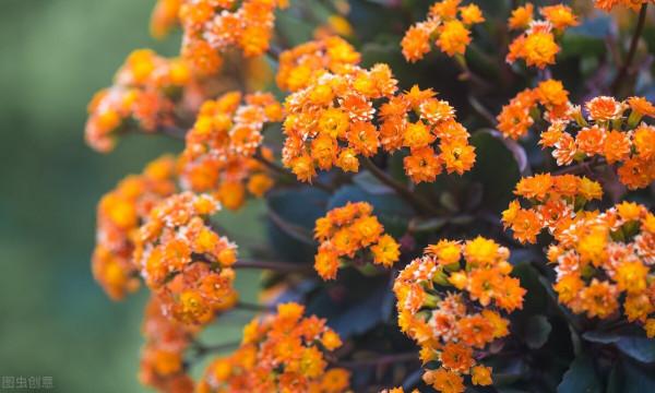 長壽花能否開爆,關鍵在4點,長壽花爆花的精髓包含在裡面 長壽花能否開爆,關鍵在4點,長壽花爆花的精髓包含在裡面