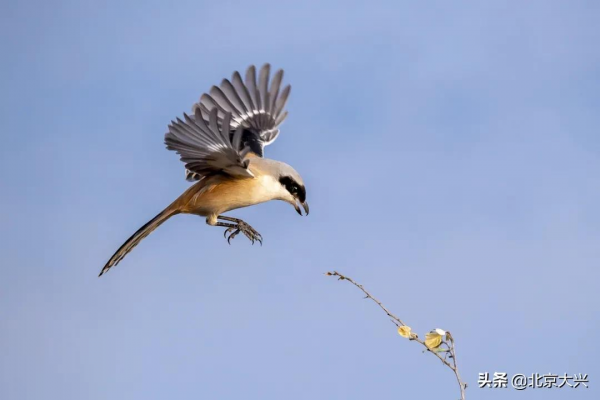 新桌布有了！快來看大興“百鳥圖”