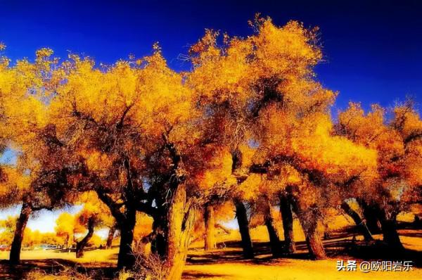 國內這6個地方的胡楊林，美得無法無天！此生一定要去看一次