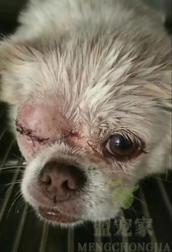 流浪狗慘遭人用鐵棍砸腿，眼睛也被木棍戳瞎，卻依然對人充滿善意