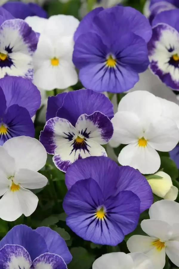 四季花海冬日賞花攻略出爐,茶梅、角堇、雛菊,邂逅浪漫美好 四季花海冬日賞花攻略出爐,茶梅、角堇、雛菊,邂逅浪漫美好