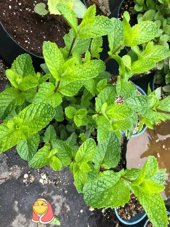 5種“漂亮花”,是生活“小醫生”,好養,好看,還好吃 5種“漂亮花”,是生活“小醫生”,好養,好看,還好吃