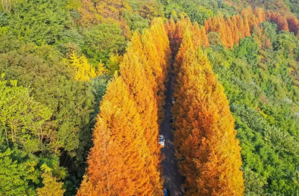 冬日，重慶美景圖鑑