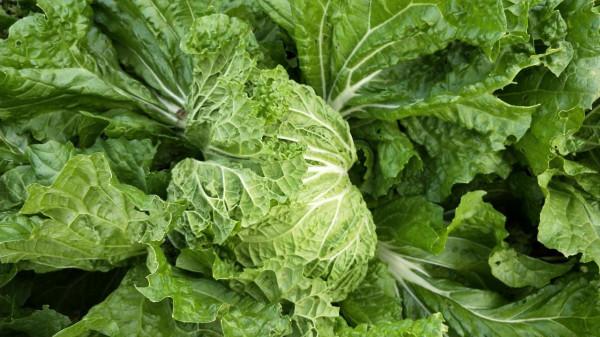 種白菜,青蟲為啥難防治?原因有2點,農戶以後要注意了 種白菜,青蟲為啥難防治?原因有2點,農戶以後要注意了