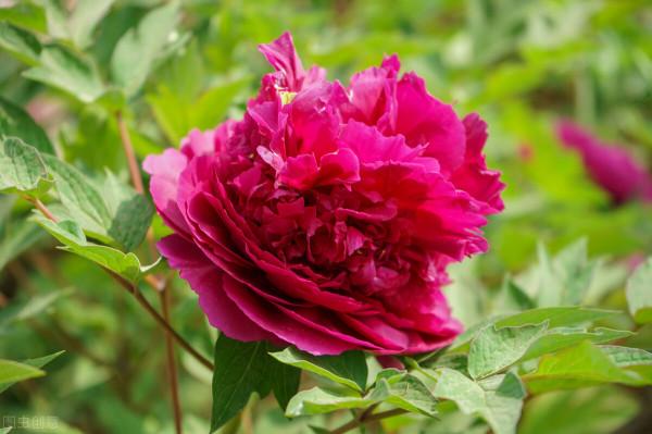 國色天香當屬牡丹花