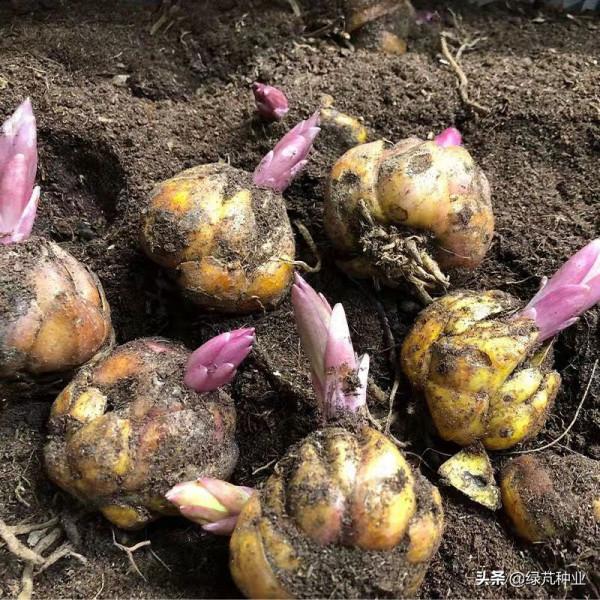 怎樣讓百合花開得更久 怎樣讓百合花開得更久