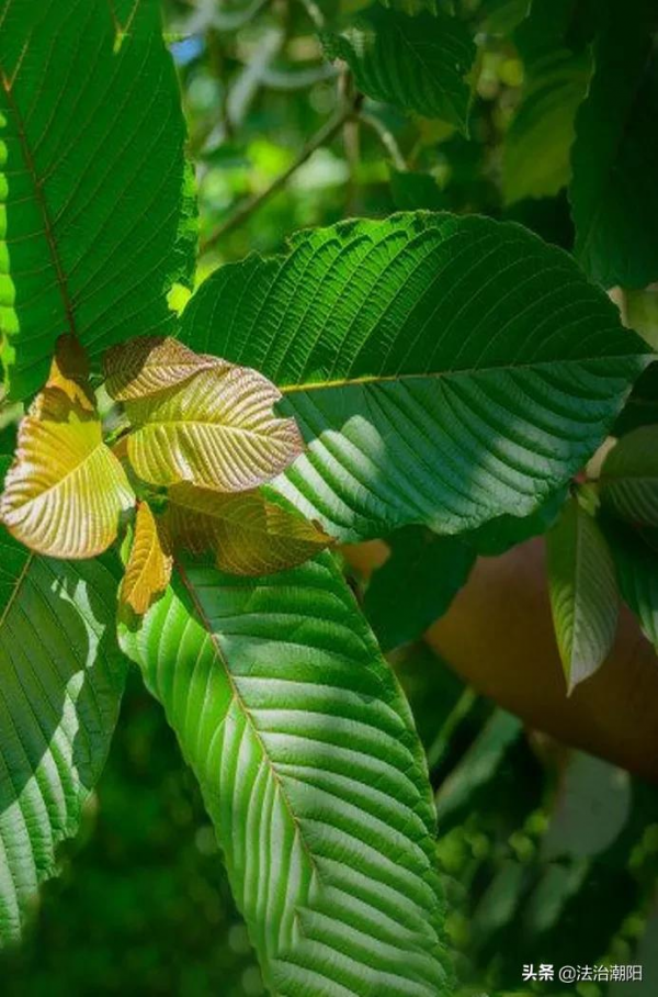 卡痛：別讓它成為鴉片的替代品