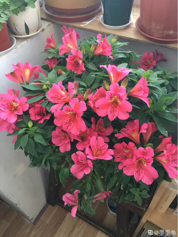 5種花,光聽名字就很美,看到實物後,網友感嘆:名不虛傳 5種花,光聽名字就很美,看到實物後,網友感嘆:名不虛傳