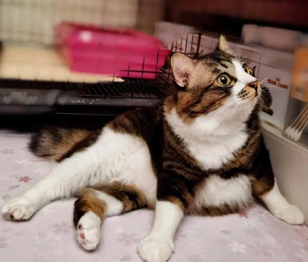 女子嫌小貓“太瘦”收養,照顧1年後貓突然發福,意外胖成網紅貓 女子嫌小貓“太瘦”收養,照顧1年後貓突然發福,意外胖成網紅貓