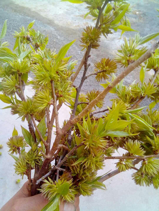 杜仲雄花有什麼用？有4大價值，難怪市場價格高達600多元一斤