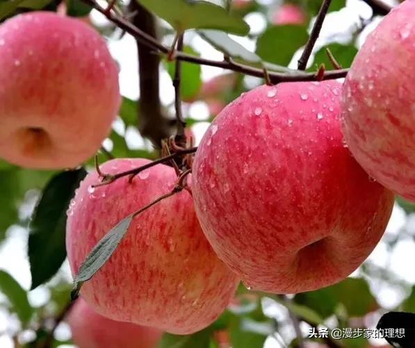 漲知識:這個水果被宇航員帶上太空吃?它有什麼魔力? 漲知識:這個水果被宇航員帶上太空吃?它有什麼魔力?