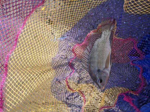 海南野釣淡水江魚