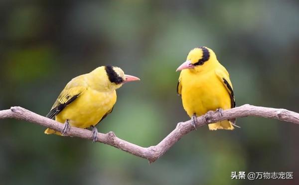 國內十大常見寵物鳥一覽,哪一種是你的最愛? 國內十大常見寵物鳥一覽,哪一種是你的最愛?