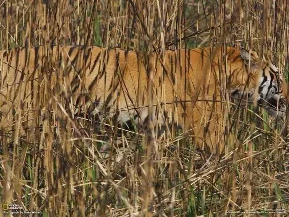 動物世界的偽裝高手