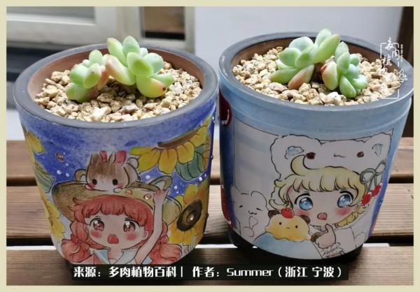 多肉小白2個月成功入坑:有我在,你們就負責變美吧 多肉小白2個月成功入坑:有我在,你們就負責變美吧