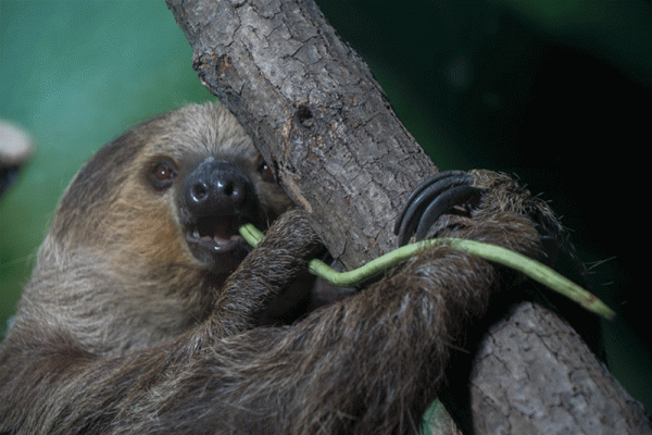 可憐的樹懶：超過50%的樹懶在拉屎途中意外身亡，真是執著