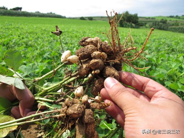 為啥花生不宜重茬？與誰“相伴”產量翻倍？簡單3點，增收又發財