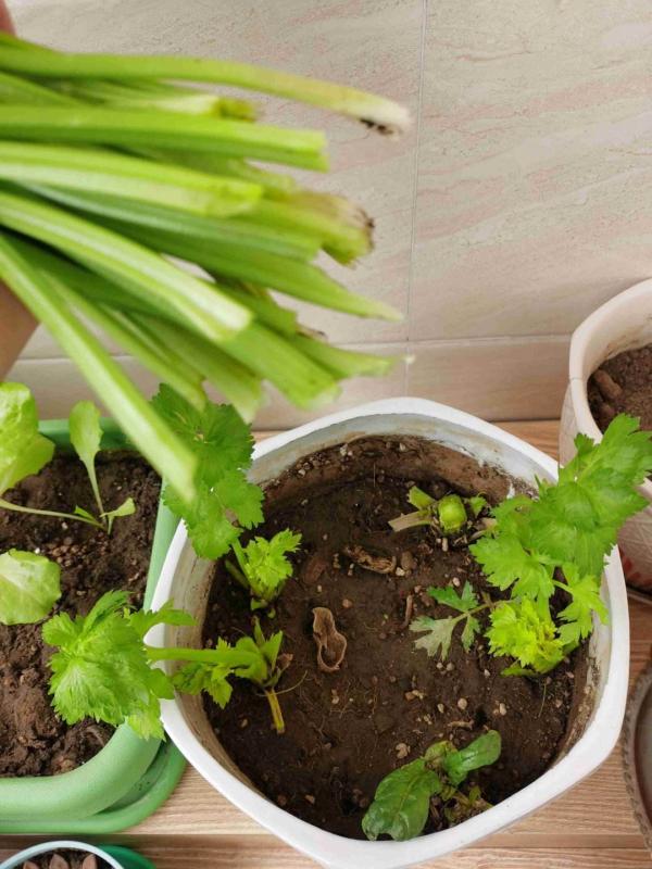 天氣一涼,吃這6種蔬果特養人,關鍵是在家也能種 天氣一涼,吃這6種蔬果特養人,關鍵是在家也能種