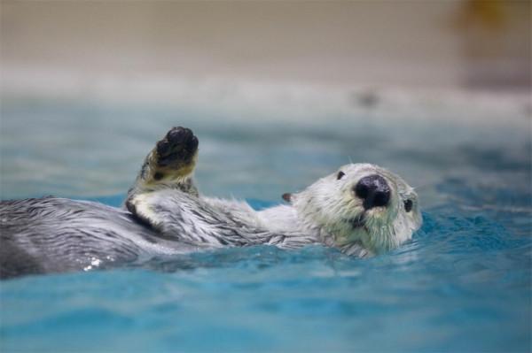 海獺蠢萌的外表下,隱藏了可怕的繁殖過程,是不折不扣的黑暗王者 海獺蠢萌的外表下,隱藏了可怕的繁殖過程,是不折不扣的黑暗王者