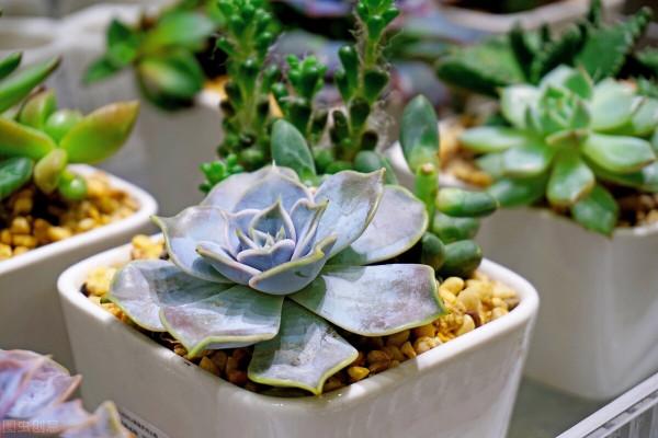 多肉植物愛當“單身狗”？用3個方法，快速讓它“拖家帶口”