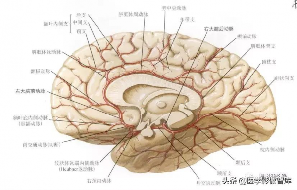 CT斷層解剖圖譜最全總結「推薦收藏」 CT斷層解剖圖譜最全總結「推薦收藏」