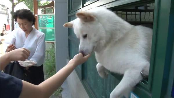 這隻狗狗是“商業奇才”,一天都堅守在售票口上,與人類“說話” 這隻狗狗是“商業奇才”,一天都堅守在售票口上,與人類“說話”