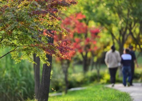 「視覺陝西」長安公園賞秋色 「視覺陝西」長安公園賞秋色