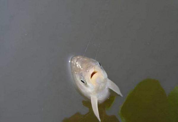 魚口太輕,不妨試試這幾招,訊號一出就提竿,竿竿都有實口 魚口太輕,不妨試試這幾招,訊號一出就提竿,竿竿都有實口