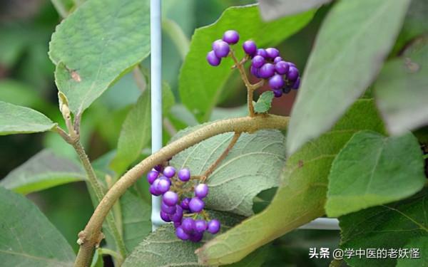 每天學習一味中藥——紫珠