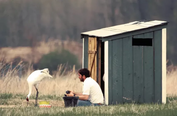 一個男人與一隻鶴的曠世愛情：她一生只愛他一人