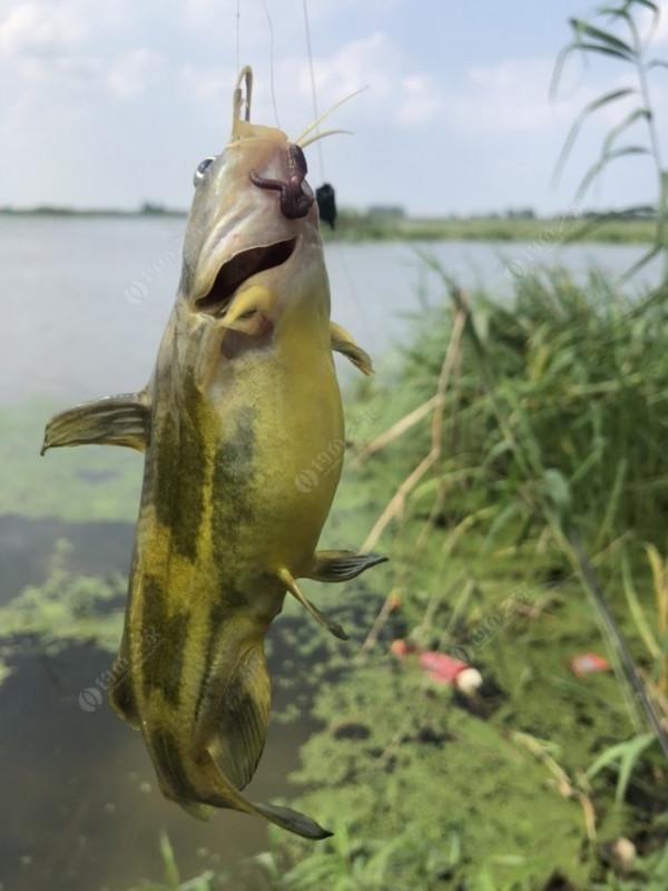 2021垂釣日誌之48，白馬湖高溫揮汗提鯽忙