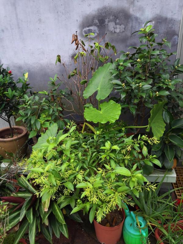 分神的秋天 分神的秋天